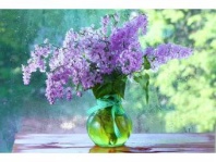 Холст с красками 40х50 см по номерам (в коробке) (30цв.) Свежая сирень (Арт.Х-4638)|РЫ|Х-4638