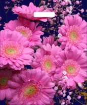 Пакет 45*38см (60мк) с вырубной укрепл. ручкой "Яркие герберы" Ламинат